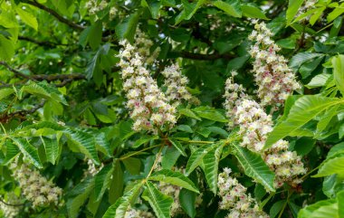 Kestane ağacının beyaz çiçekleri