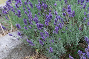 Blooming lavender bush in summer 