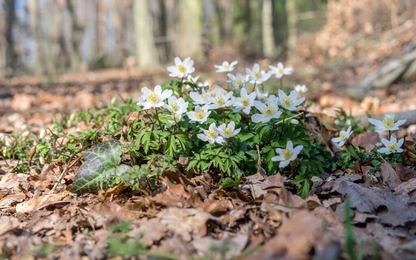 Wood Anemone Spring Forest — Stock Photo, Image
