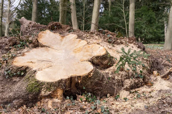 Sawed Stump Large Tree Storm — Stock Fotó