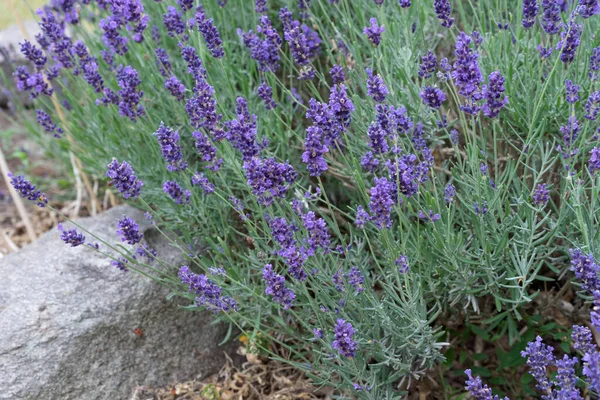 Blooming Lavender Bush Summer — Zdjęcie stockowe