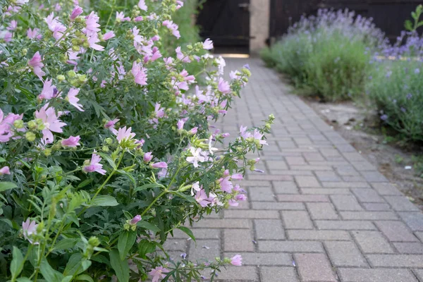 Paved Garden Path Mallow Lavender — ストック写真