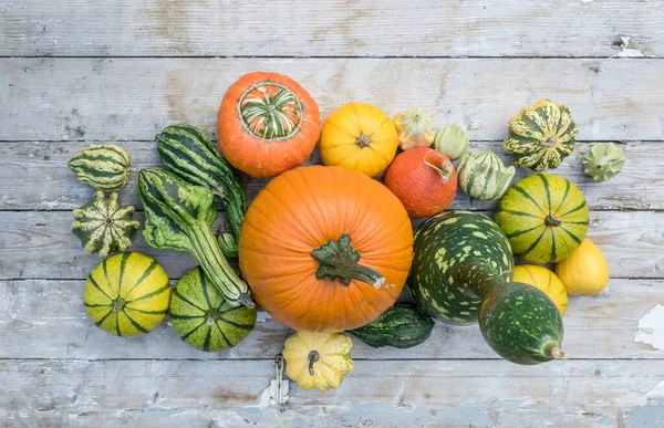 Top View Various Pumpkins Light Wood Table — Stock Photo, Image