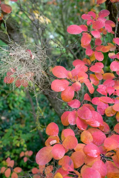 Листья Дыма Осенью Краснеют — стоковое фото