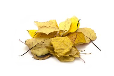 Sarı sonbahar yaprakları