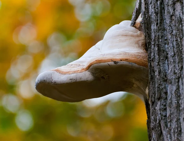 Huş mantarı - chag...