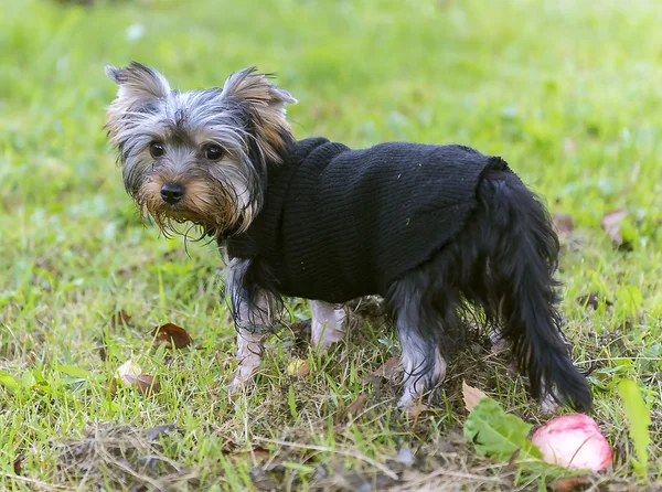 Yürüyüşe çıkmış köpek.