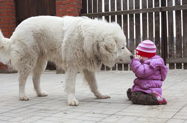 Little frightened toddler girl with big shepherd dog