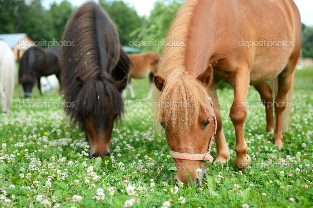 Falabella veulen mini paarden grazen op een groene weide ...