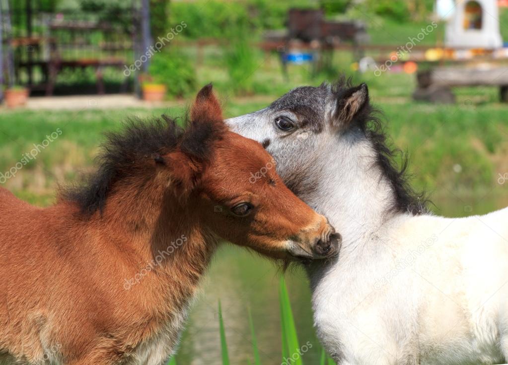 Zwei Mini-Pferde falabella spielen auf der Wiese, rotbraun ...