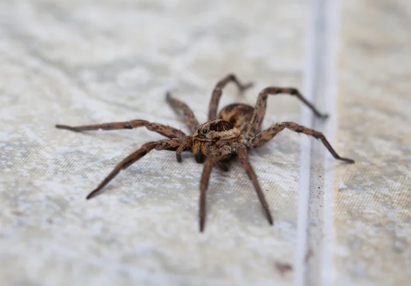 wolf spider, selective focus on face, close-up