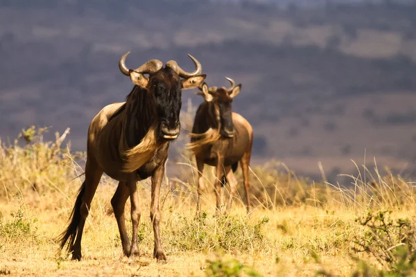 beyaz sakallı wildebeest, kenya