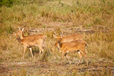 Swamp deer clipart