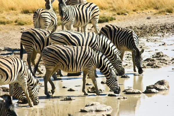Família Zebra — Fotografia de Stock