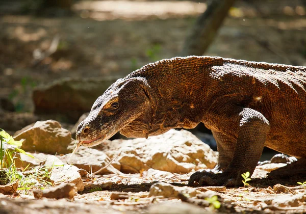 Dragonul Komodo — Fotografie, imagine de stoc