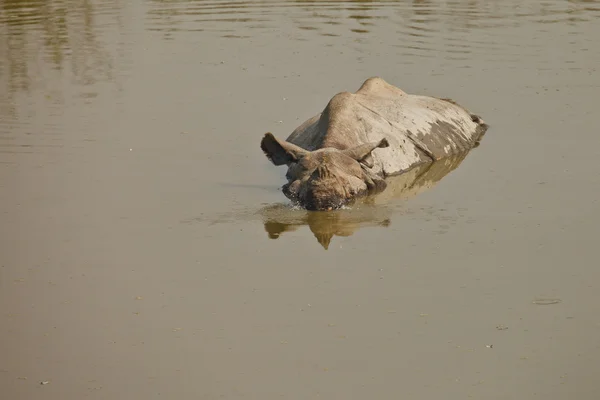 Rinoceronte nadando — Foto de Stock