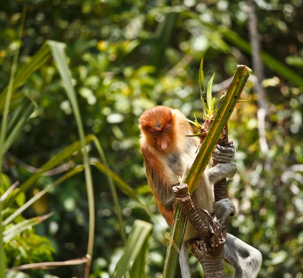 Proboscis Monkey — Stock Photo, Image