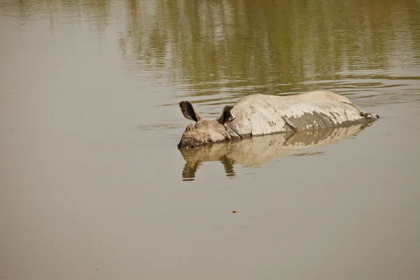 Rhinoceros, plavání — Stock fotografie