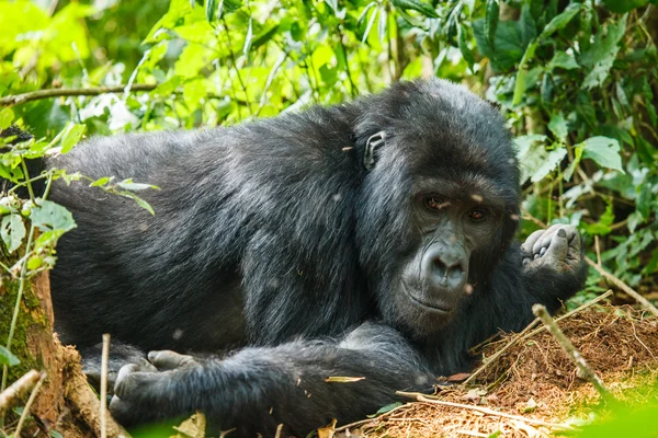 Silberrücken-Gorilla — Stockfoto