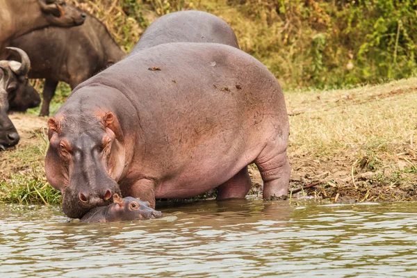 Familia Hippopotamus — Foto de Stock