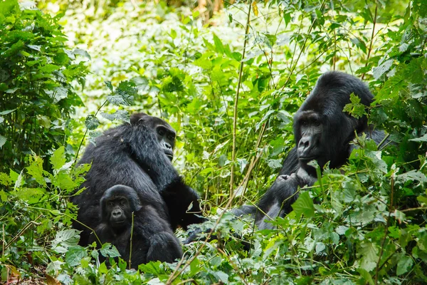 Silberrücken-Gorilla — Stockfoto