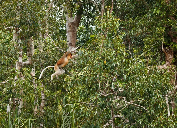 Proboscis Monkey jump — Stock Photo, Image