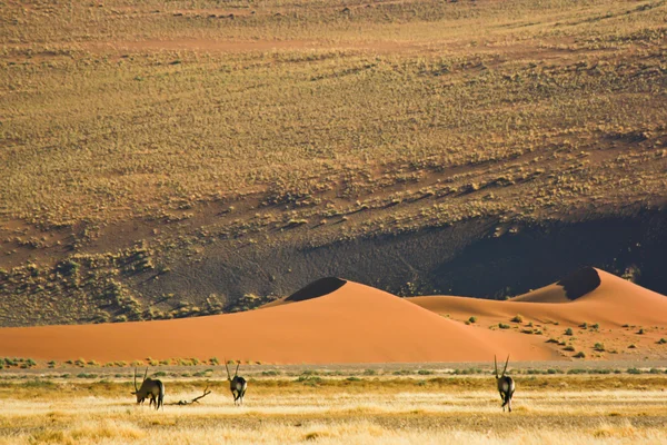 Sanddüne — Stockfoto