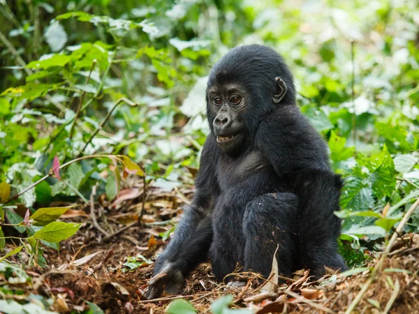 Gorillababy — Stockfoto