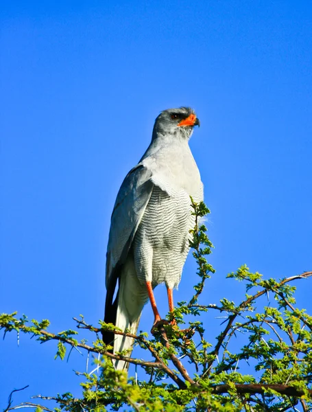 Pale chanting goshawk — Stock Photo, Image