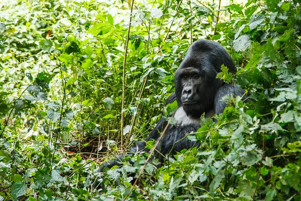 Silberrücken-Gorilla Stockbild