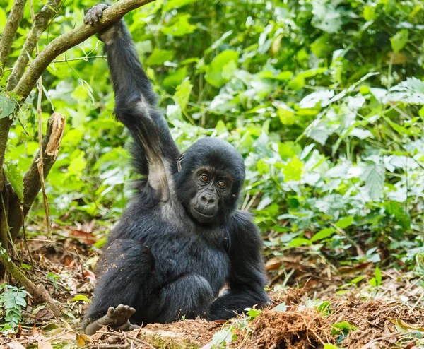 Baby gorilla Royalty Free Stock Photos