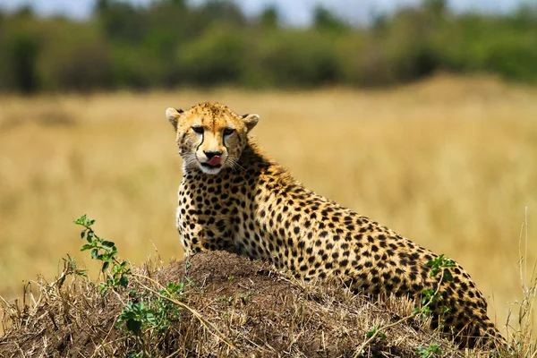 Cheetah — Fotografie, imagine de stoc