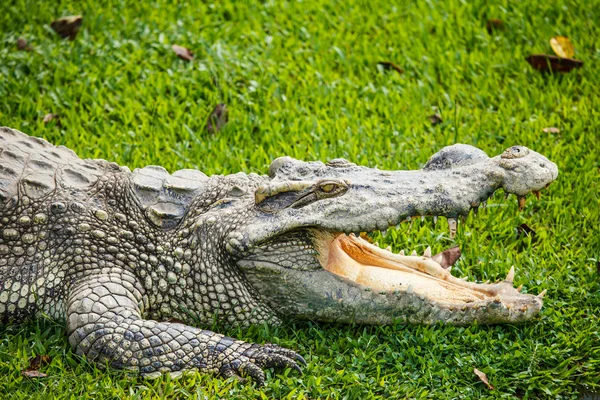 Crocodile Stock Picture