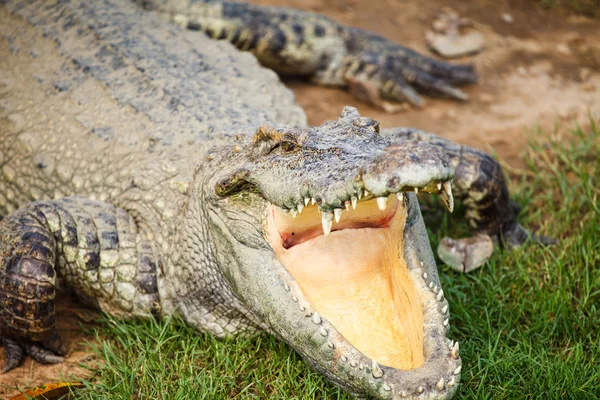 Crocodile Stock Picture