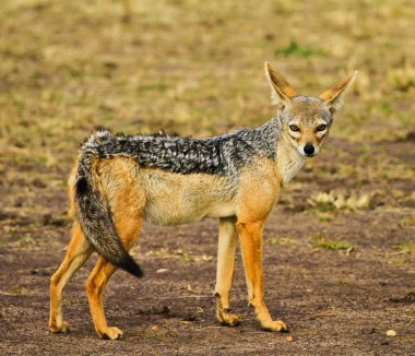 kara sırtlı çakal, yaban hayatı, hunter, kenya