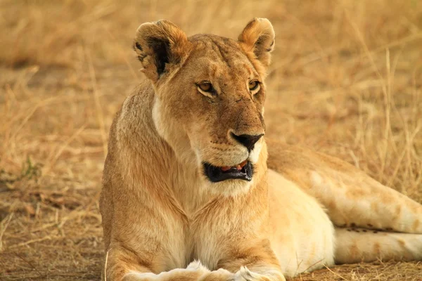 Leão no Quénia, caçador — Fotografia de Stock