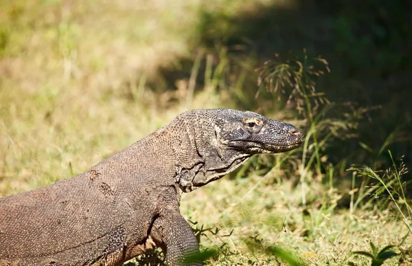 Comodo dragon, Indonesien, wildlife — Stockfoto