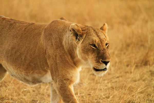 Leão no Quênia, caçador, vida selvagem — Fotografia de Stock