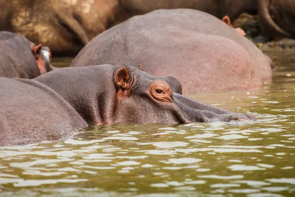 Hippopótamo na vida selvagem, natureza, Uganda — Fotografia de Stock