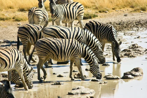 Zebra nella fauna selvatica, natura, Kenya — Foto Stock