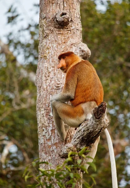 Long-nosed monkey, Indonesia, wild animal — Stock Photo, Image