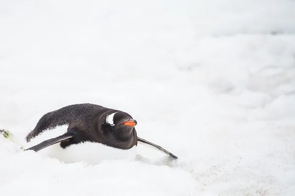 Gentoo penguin — стоковое фото