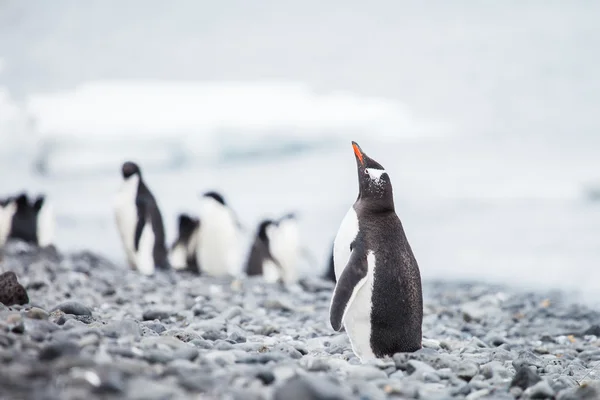 Pingüino gentoo — Foto de Stock