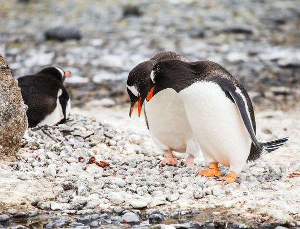 Gentoo penguin — стоковое фото