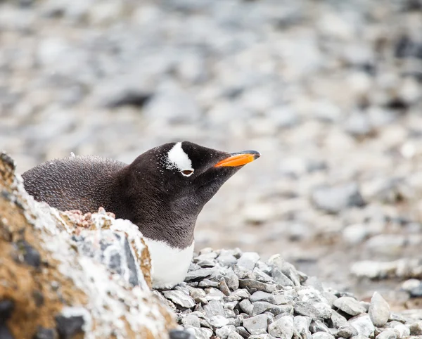 Pingüino gentoo — Foto de Stock