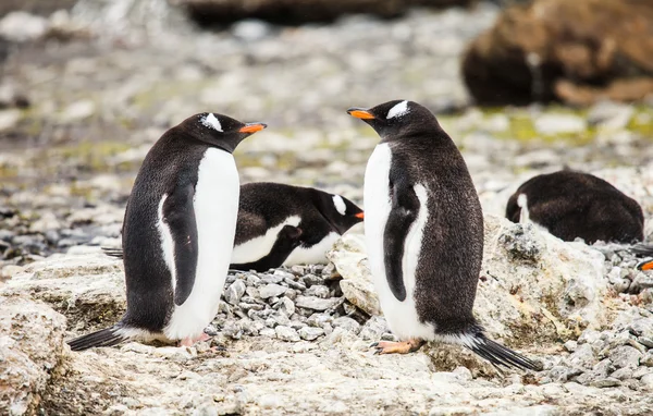 ジェンツー ペンギン — ストック写真