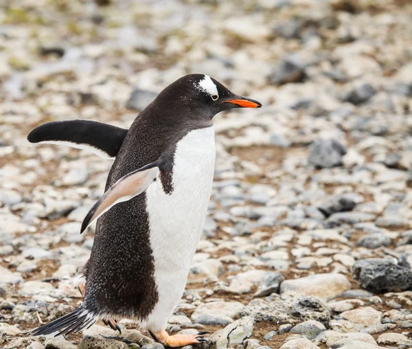 Pingüino gentoo — Foto de Stock