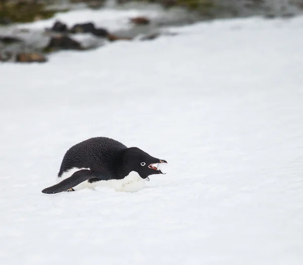 Pinguim-de-adelie — Fotografia de Stock
