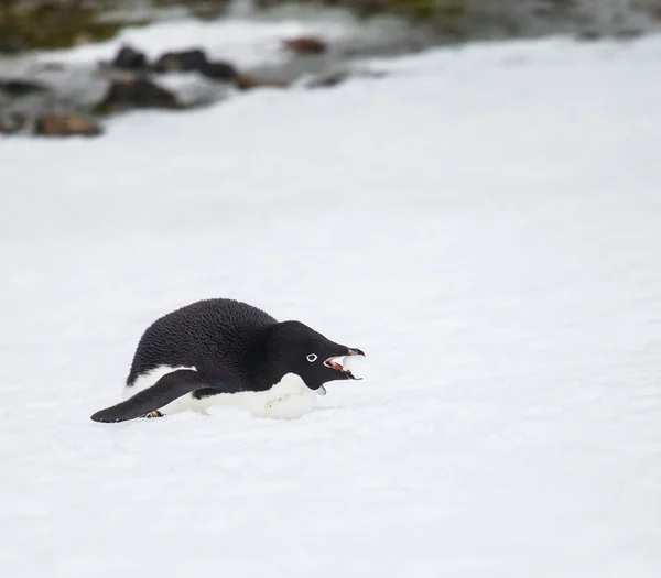 Adelie pengueni — Stok fotoğraf