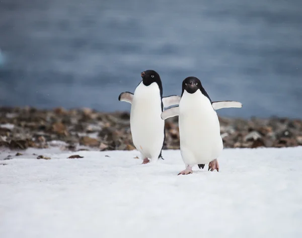 Pinguim-de-adelie — Fotografia de Stock